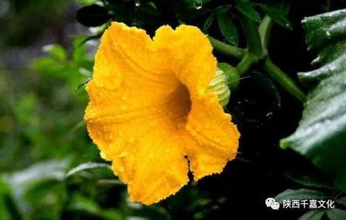 秋瓜花怎么吃,探索秋瓜花的多样食用方法