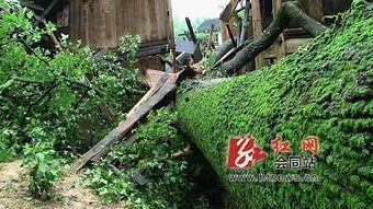 金子岩红网,探寻红色记忆，传承革命精神