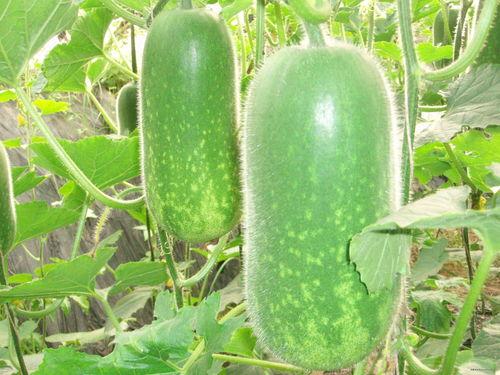 吃瓜网36.c,吃瓜网背后的秘密与真相