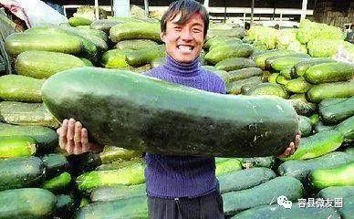 恋爱800天吃瓜,揭秘甜蜜背后的吃瓜真相