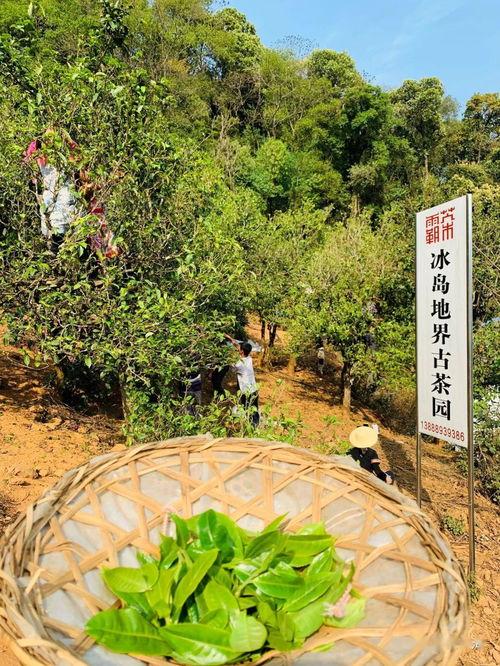 冰岛地界今日头条