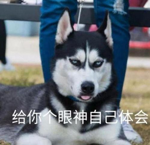 网红肥猪男,网红之路的逆袭与成长